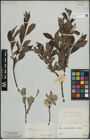 Foto von Salix lapponum L. x Salix silesiaca Willd.